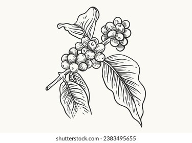 coffee beans of sketch ink brush drawing for poster, art print, packaging label sticker, art print, advertising, pattern fabric