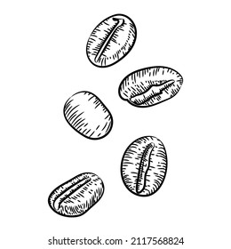 Coffee beans, sketch, vector drawing. Perfect ingredient, choice of grain. Laconic picture of coffee.