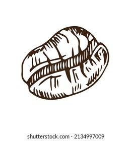 coffee beans, sketch, vector drawing, perfect ingredient, choice grain