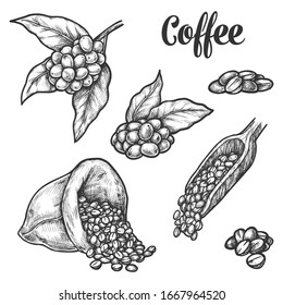 Coffee beans sketch, vector illustration. Coffee tree beans in bag sack and scoop, roasted arabica coffee pencil sketch hand drawn elements for coffeeshop, coffeehouse or package design