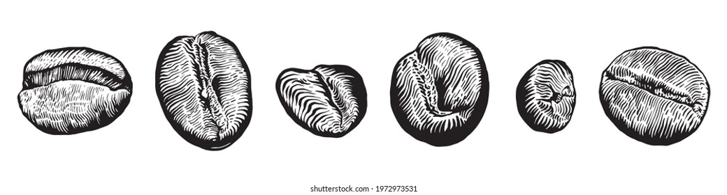 coffee beans sketch, vector illustration, isolated on a white background.