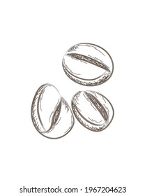 Coffee beans. Coffee time. Hand drawn. Charcoal, line, pencil. Brown. Isolated on white. Vector illustration.
