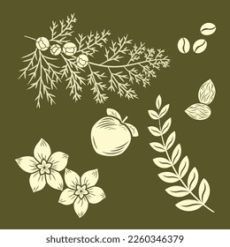 Coffee beans, Vanilla Flower, almond, apricot, cypress. silhouette. Vector