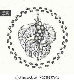 Coffee beans vector illustration. Engraved vintage style illustration. Organic coffee beans.