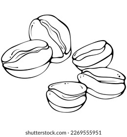 Coffee beans. Vector illustration in hand drawn sketch doodle style. Line art natural ingredient for coffee isolated on white. Close up organic drink