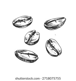 Ilustraciones vectoriales de granos de café, dibujadas a mano en tinta. Línea de granos de café de arte. Objetos de diseño aislados sobre fondo blanco.