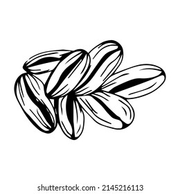 Coffee beans vector sketch plant