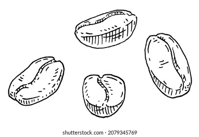 Coffee beans. Vintage vector black engraving illustration isolated on white background. Hand drawn design