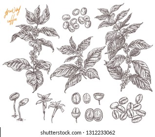 Coffee been ripening stages vector hand drawn illustration. Process of growing coffee plant. Sketch botanical isolated set. Engreving branches, berry and flower for design or background