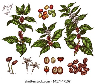 Coffee been ripening stages vector hand drawn illustration. Process of growing coffee plant. Sketch botanical isolated set. Engraving branches, berry and flower for design or background