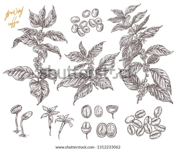コーヒーは 熟し続けた段階のベクター手描きのイラスト コーヒー植物を育てる過程 スケッチボタニカルセット デザインまたは背景に枝 ベリー 花を取り込む のベクター画像素材 ロイヤリティフリー
