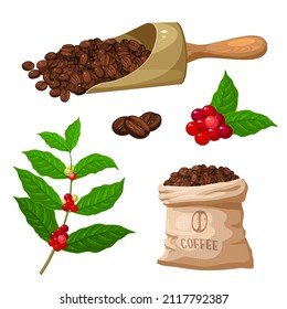 Coffee Berries And Beans Collection. Vector Illustration Cartoon Flat Icon Set Isolated On White Background.