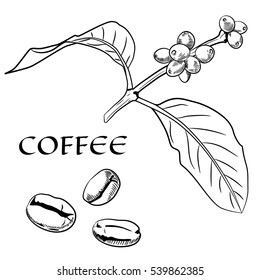 coffee berries, beans, sketch style vector illustration isolated on white background