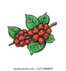 Coffee berries colorful sketch style vintage vector illustration isolated on white background.