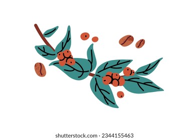 Coffee berries growing on branch. Coffe plant, raw fresh beans. Coffea harvest, caffeine culture. Modern botanical flat vector illustration isolated on white background