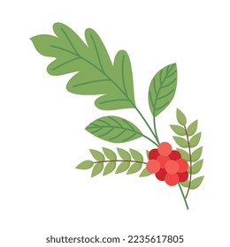 coffee berries on white background