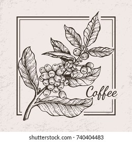 Coffee berries twig icon drawn in black and white surrounded by square frame. Vector illustration with tiny berries between wide leaves