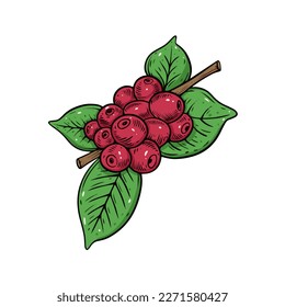 Coffee berry colorful sketch engraving style vector art illustration.