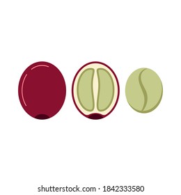 Coffee berry in section and without skin and pulp icon set isolated on white background. Fresh green coffee beans - arabica, robusta. Vector flat design cartoon style drink ingredient illustration.