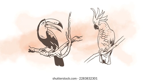 coffee and bird of sketch ink drawing for label packaging. art print vintage poster and postcard