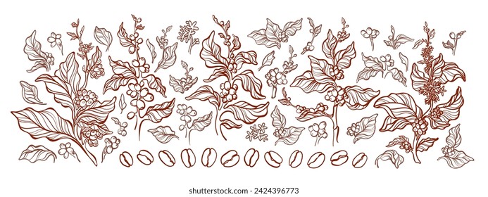 Coffee branch, bean. Engraving outline leaves, tree in bloom. Sketch elements isolated. Vintage collection for cafe design