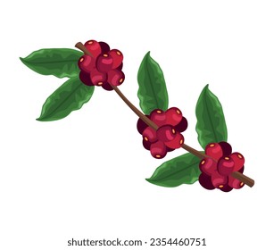 coffee branch and beans icon isolated