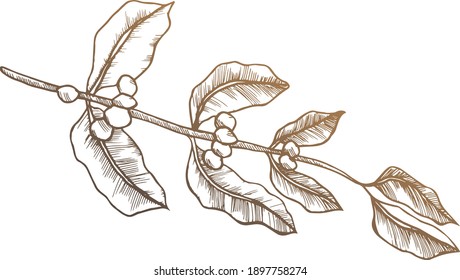 Coffee branch with berries drawn in vector