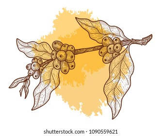 Coffee branch with berries, as coffee grows. Hand drawn sketch, vector illustration in vintage style.