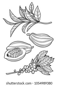 Coffee branch, cocoa beans, tea leaves. Illustration. The isolated image on a white background. Vintage style.