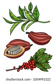 Coffee branch, cocoa beans, tea leaves. Illustration. The isolated image on a white background. Vintage style.
