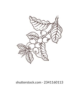 Coffee branch, cooffee tree, beans