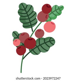 coffee branch and fruit icon isolated