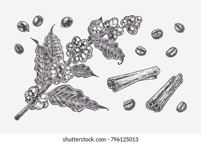 Coffee branch with grains, beans & cinnamon - detailed hand-drawn illustration. black ink isolated vector for design of coffee packing & cafe menu