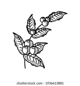 coffee branch grains nature sketch
