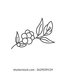 Coffee branch icon. Coffee plant. Branch of coffee icon in line style design. Vector illustration.