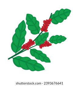 vector de ilustración de la rama de café aislado