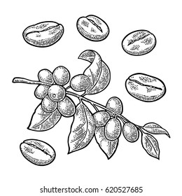 Coffee branch with leaf, berry and beans. Hand drawn sketch style. Vintage black vector engraving illustration for label, web. Isolated on white background.