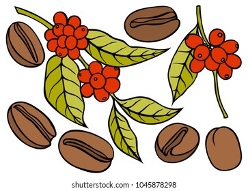 Coffee branch with leaf and berry. Hand drawn sketch style. Vintage color vector illustration for label, web. Isolated on white background.