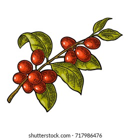 Coffee branch with leaf and berry. Hand drawn sketch style. Vintage color vector engraving illustration for label, web. Isolated on white background.