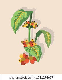 Coffee Branch with Leaves, Beans, Berries. Contemporary Colorful Vector Illustration