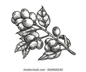 Coffee branch with leaves and beans in vintage style. Hand drawn engraved retro sketch for labels. Organic natural plant