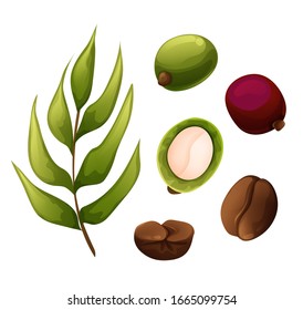 Coffee branch with leaves, berry, fruit and roasted seed. Vector illustration in cartoon style on white background, isolated objects. Growing stages