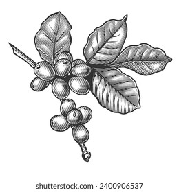 Coffee branch with leaves hand drawn engraving style vector illustration. Scratch board style imitation. Black and white hand drawn image.