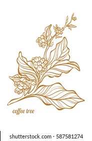 Coffee branch with leaves and natural coffee beans. Botanical contour drawing. Vector illustration isolated on white background eps.10