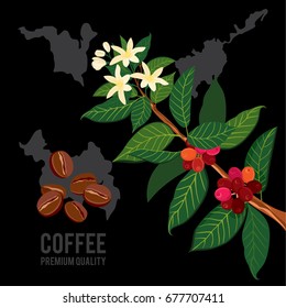 Coffee branch on the background of the map. Plant with leaf, flowers, berry, fruit, seed. Ripe coffee.
Natural caffeine drink.Vector colored illustration on black background for shop and poster design