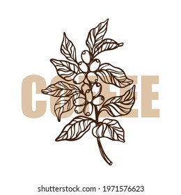 COFFEE BRANCH OUTLINE Design Of Stickers And Labels For Organic Shop Of Dessert Drink Products Hand Drawn Sketch Clip Art Vector Illustration Set For Print