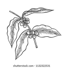 Coffee branch, plant with leaf, berry, fruit and seed. Natural caffeine drink. Vector vintage drawn engraving illustration on white background for shop and cafe