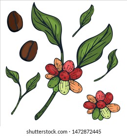 Coffee branch. Plant with leaf, berry, fruit, seed. Colorful Vintage drawn engraving illustration on white background