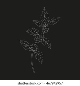 Coffee branch, plant with leaf, berry.  Vintage drawn engraving illustration on white background for shop and cafe