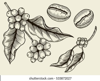 Coffee branch. Plant with leaf, berry, fruit, seed. Natural caffeine drink. Vector vintage drawn engraving illustration on beige background for shop